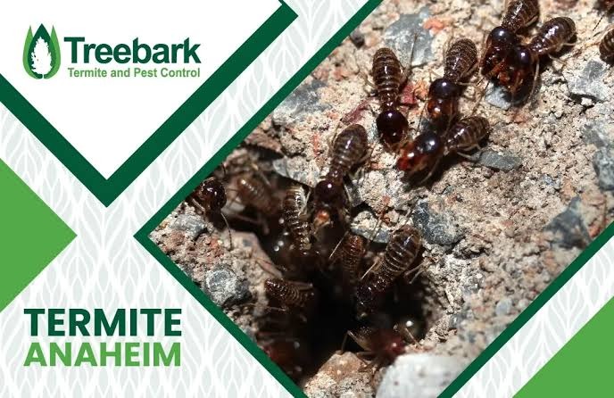 Alt Text: Anaheim termite services and termite inspection for home buyers