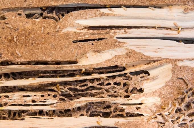 Escrow termite inspection helping home buyers identify termite activity and property damage