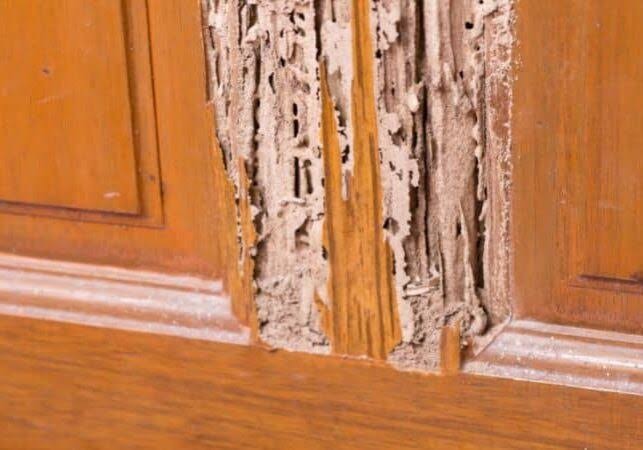 Termite inspection in Anaheim to identify termite activity and protect homes